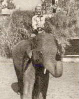 Corky (Mickey Dolenz) und Bombo der Elefant
